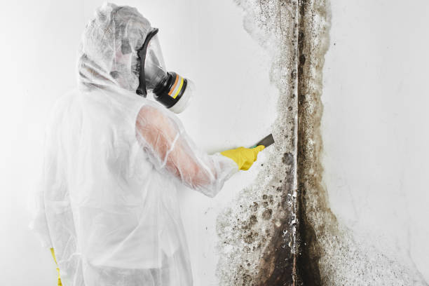 Best Mold Testing and Inspection Services in Richland, PA